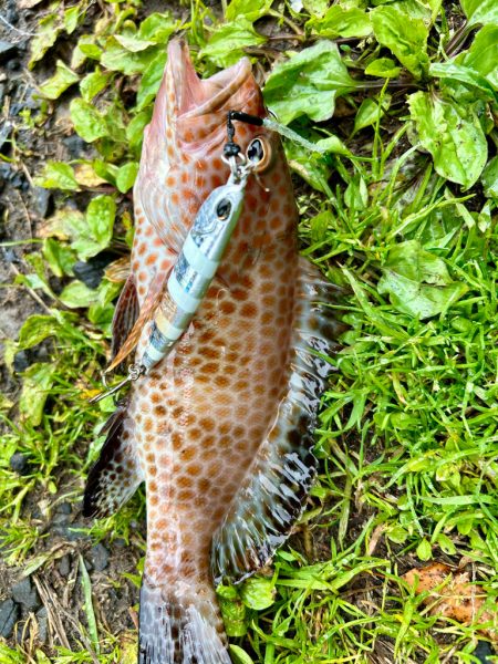 久しぶりの釣果