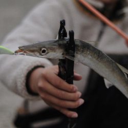 カマスにアジ爆釣‼︎良型サバも