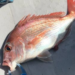 粘ってマダイゲット！一つテンヤ