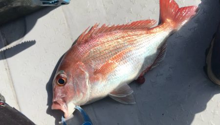 粘ってマダイゲット！一つテンヤ