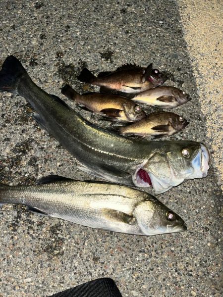 数メートルの違い