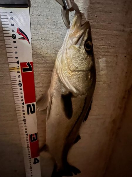 喰いが浅めのシーバス