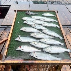 サーモン/ルアー・脈釣り