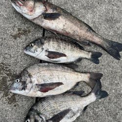 エビ撒きで久々のハネちゃん