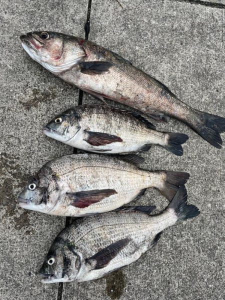 エビ撒きで久々のハネちゃん