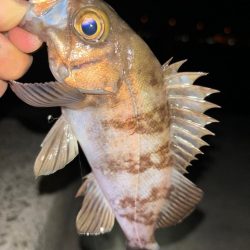 メバル13&ガッシー