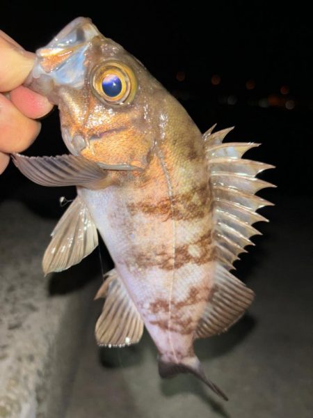 メバル13&ガッシー