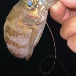 やっぱり寒いメバリング