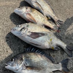 おチヌさんノッコミ中