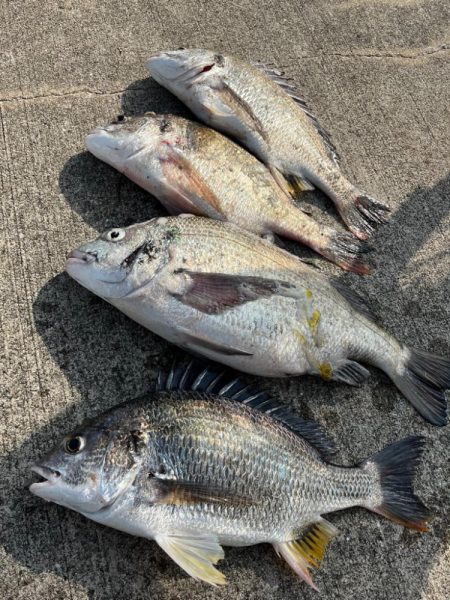 おチヌさんノッコミ中