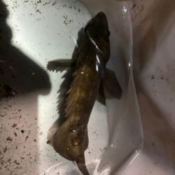 久しぶりのメバリング