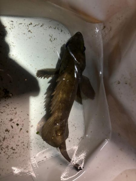 久しぶりのメバリング