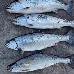 サクラマス無事開花