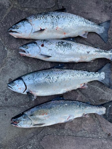 サクラマス無事開花