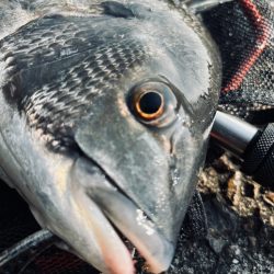 ヘチってきました