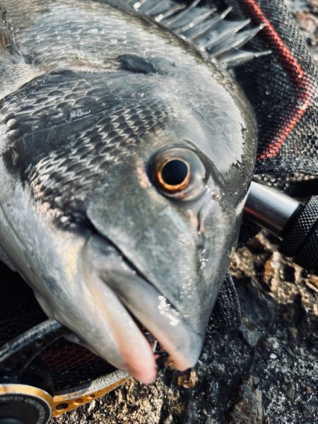 ヘチってきました