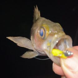 しごおわメバリング