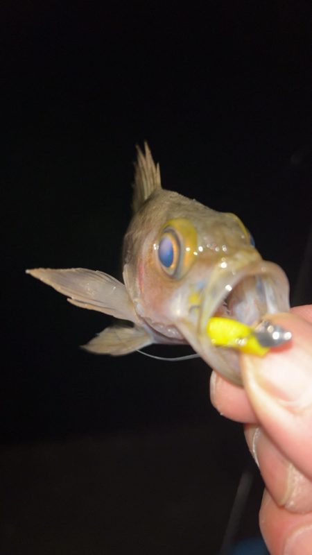 しごおわメバリング