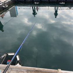 海上釣り堀あなたに逢い鯛