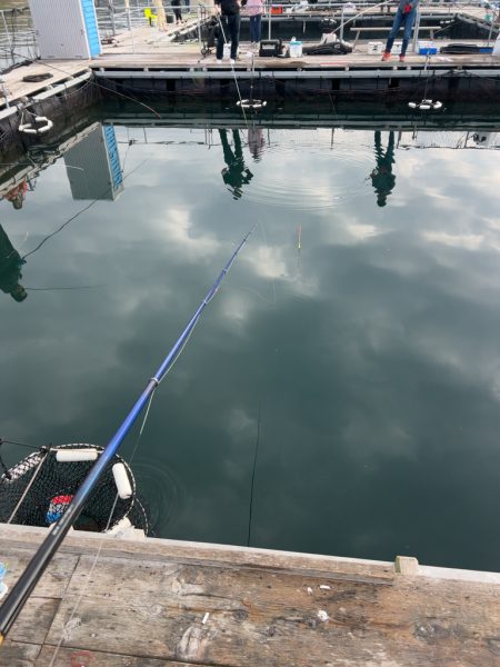 海上釣り堀あなたに逢い鯛