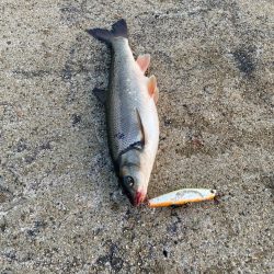 ウグイしか釣れない