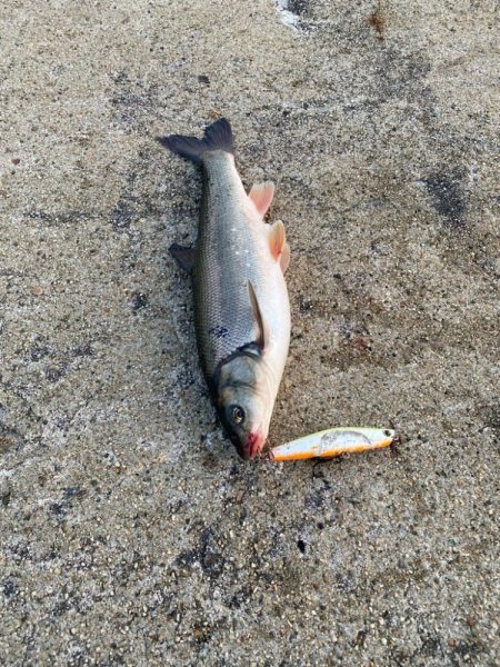 ウグイしか釣れない