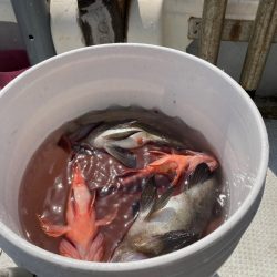 メバル&ガシラ便