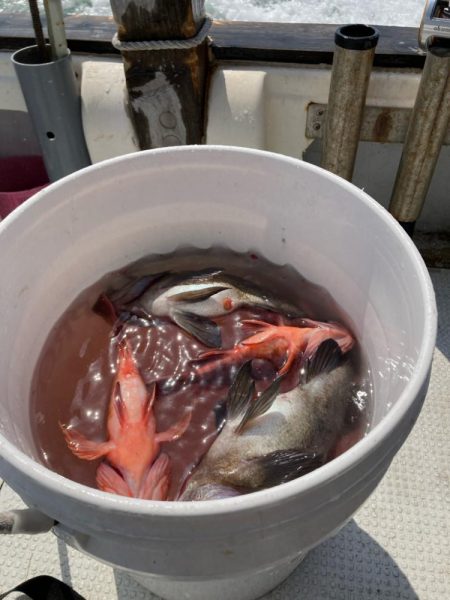 メバル&ガシラ便