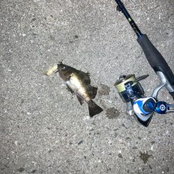 メバル　プラッキング不発