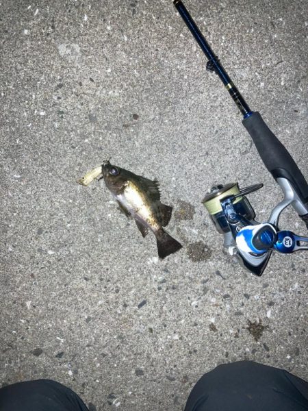 メバル　プラッキング不発