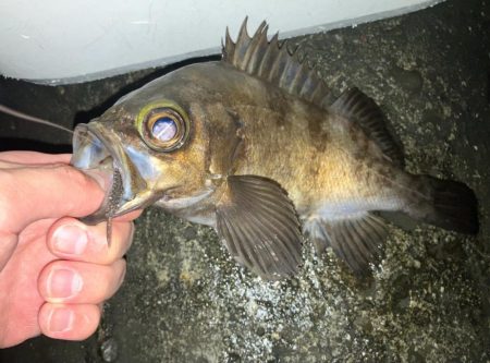 メバリング好調！