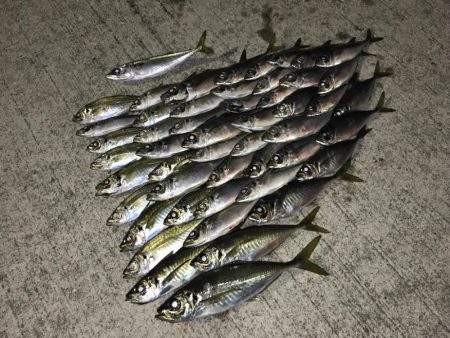 美保湾ボートアジング