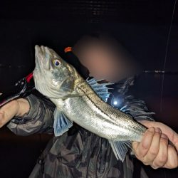 ボートシーバスふ