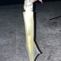 ヤリイカ釣り