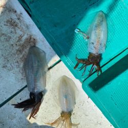 レッドモンスター狙いのはずが…