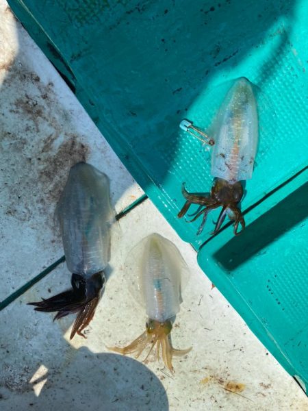 レッドモンスター狙いのはずが…