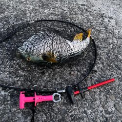 バラしたあいつはきっとサ◯シだ!と思いたい