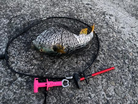 バラしたあいつはきっとサ◯シだ!と思いたい