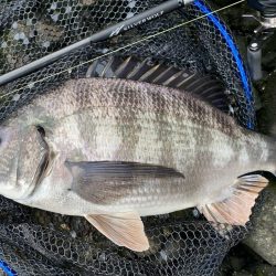 夕方からチニング