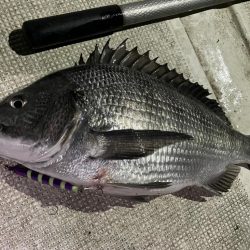 ボートチヌジギング