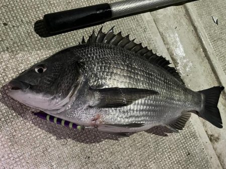 ボートチヌジギング