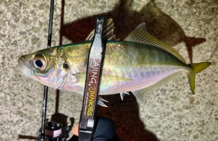 中アジ探しアジング