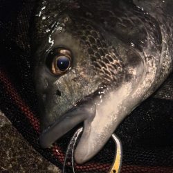 ヘチってきました