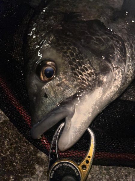 ヘチってきました