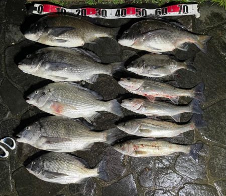 チヌジギ&ボートシーバス