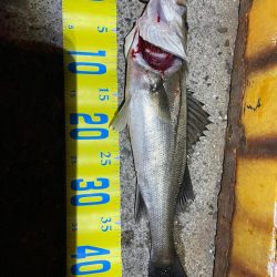 初エビまき釣り