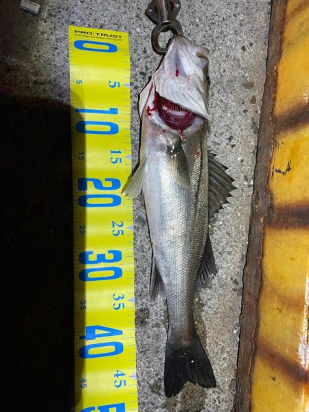 初エビまき釣り