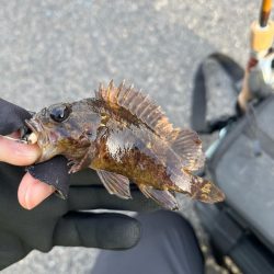 まだまだ極寒ライトゲーム