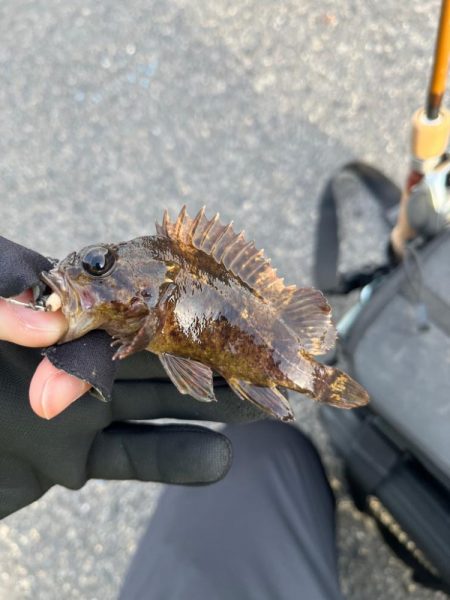 まだまだ極寒ライトゲーム