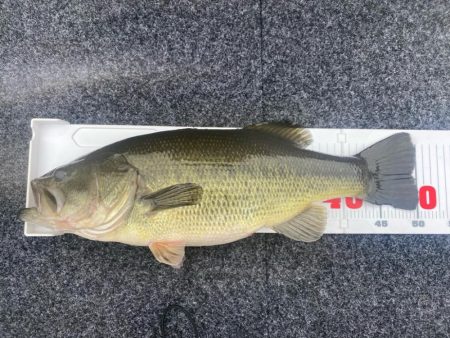 1日ボート釣行！